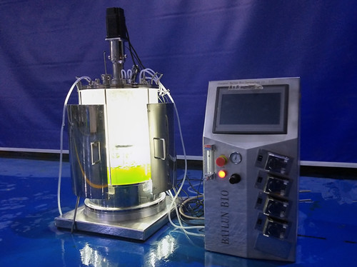 50L离位灭菌机械搅拌光照玻璃发酵罐有绿藻培养.jpg